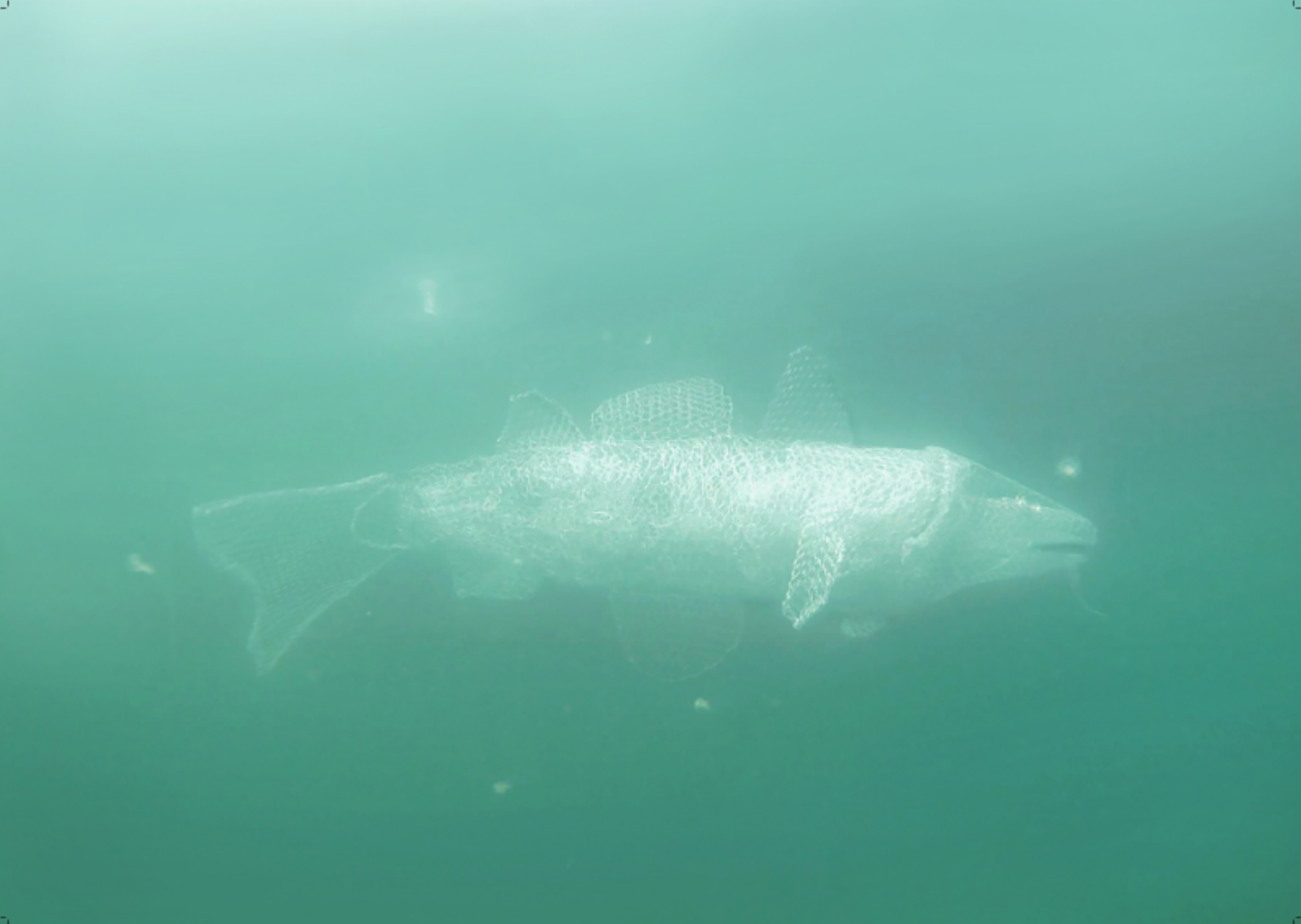 FISK Foto Camilla Dahl og Arthur Zolich, Oslo Met 2024